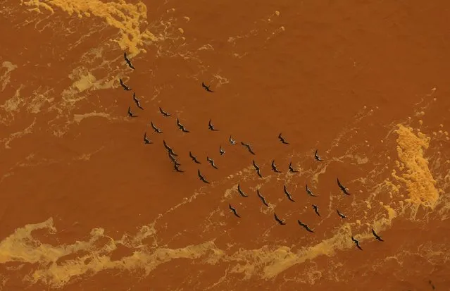 Seagulls fly near the mouth of the Rio Doce (Doce River), which was flooded with mud after a dam owned by Vale SA and BHP Billiton Ltd burst, as the river joins the sea on the coast of Espirito Santo, in Regencia Village, Brazil, November 22, 2015. (Photo by Ricardo Moraes/Reuters)