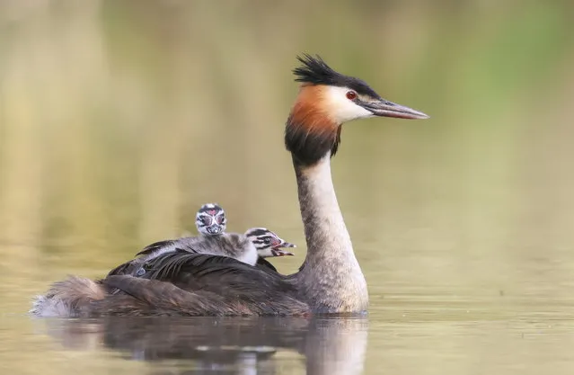 A cute grebe chick, which is known as a humbug, gets a ride from its mum on Furzton Lake in Milton Keynes, Bucks, United Kingdom on May 7, 2023. (Photo by Jo ANgell/Animal News Agency)