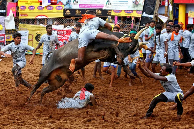 Villagers try to control a bull during a bull-taming festival, known as Jallikattu and is a part of south India's harvest festival of Pongal, on the outskirts of Madurai town, Tamil Nadu state, India on January 15, 2021. (Photo by P. Ravikumar/Reuters)