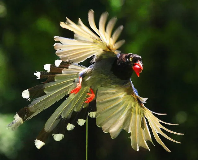 Taiwan Blue Magpie