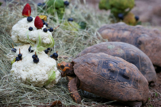 A tortoise eats vegetables from a Christmas enrichment item provided by its keepers during Christmas celebrations at the Hacienda Napoles zoo in Puerto Triunfo, Colombia, on December 11, 2025. (Photo by Juan David Duque/Reuters)