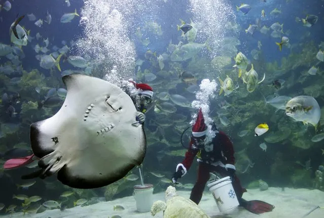 Divers dressed as Father Christmas with Santa hats conduct a feeding session at an aquarium in Kuala Lumpur, Malaysia, December 7, 2015. (Photo by Olivia Harris/Reuters)