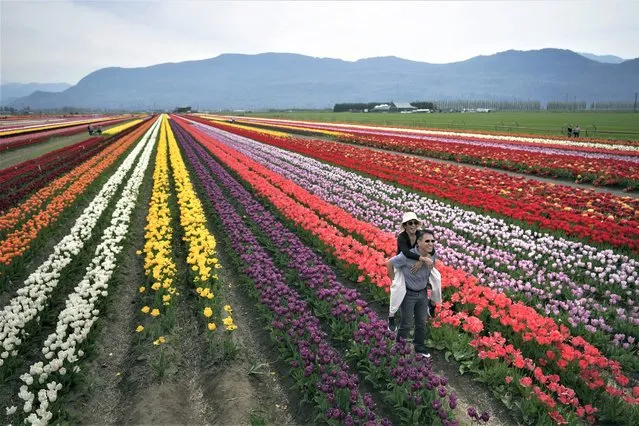 A man holds a woman on his back while posing for photos at the Abbotsford Tulip Festival at Lakeland Flowers, in Abbotsford, British Columbia, Wednesday, May 3, 2023. (Photo by Darryl Dyck/The Canadian Press via AP Photo)
