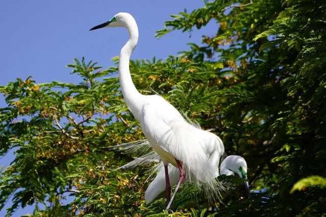 Great egrets perches on a tree branch in Ajmer, India on 07 June 2023. (Photo by Himanshu Sharma/NurPhoto via Getty Images)