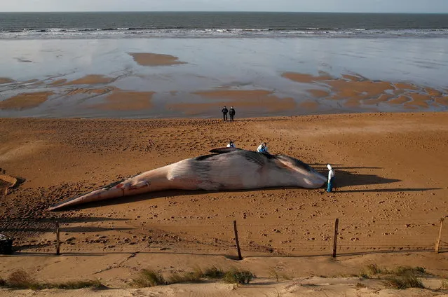 Experts at the Observatoire Pelagis examine the dead body of a fin whale which was found stranded on a beach in Saint-Hilaire-de-Riez, France, November 16, 2020. (Photo by Stephane Mahe/Reuters)
