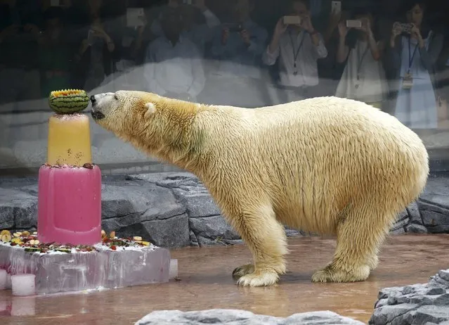 Inuka, the first polar bear born in the tropics, enjoys an ice cake during its 25th birthday celebrations at the Singapore Zoo December 16, 2015. The locally born and bred polar bear turns 25 on Boxing Day this December. (Photo by Edgar Su/Reuters)