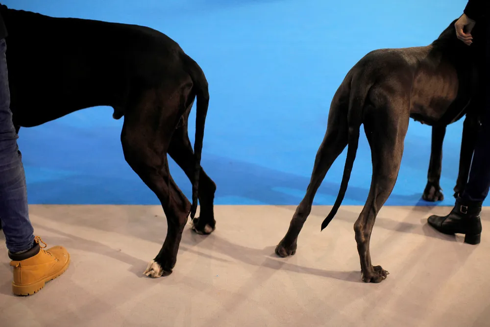 “My Pet” Fashion Exhibition in Malaga