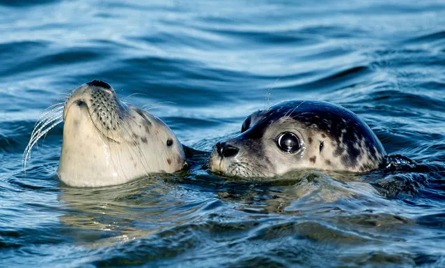 Two seals swim in the North Sea at the east end of the island of Juist in Lower Saxony on August 16, 2023. After a successful breeding in the seal station Norddeich, the four seals Mokki, Berthold, Choupinette and Fine have been released into the wild. They were brought to the East Frisian island of Juist by ship and released there. (Photo by Hauke-Christian Dittrich/dpa)