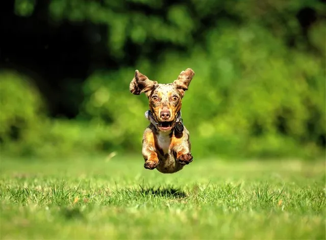 Miniature dachshund Cava enjoys the sun in Victoria Park, east London on August 22, 2023, ahead of International Dog Day on Saturday, August 26. (Photo by Emma Slade/Cover Images)