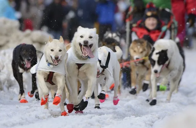 Kelly Maixner's team charges out of the chute at the 2015 ceremonial start of the Iditarod Trail Sled Dog race in downtown Anchorage, Alaska March 7, 2015. The timed portion of the race, which typically lasts nine days or longer, begins on Monday in Fairbanks, about 300 miles (482 km) away. Traditionally held in Willow, the timed start was moved to Fairbanks this year to accommodate an alternate trail selected after race officials deemed sections of the traditional path unsafe.    REUTERS/Mark Meyer  (UNITED STATES - Tags: SPORT ANIMALS SOCIETY TPX IMAGES OF THE DAY)