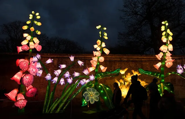 Visitors view lanterns in a seasonal light display at Longleat House, during a Chinese Lantern Festival, near Warminster in south-west Britain, December 20, 2016. (Photo by Toby Melville/Reuters)