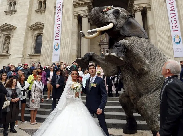 Merrylu Casselly and Jozsef Richter, both circus performers, pose with an elephant as they celebrate their wedding in front of Budapest's basilica on Valentine's Day in Budapest, Hungary February 14, 2016. (Photo by Laszlo Balogh/Reuters)