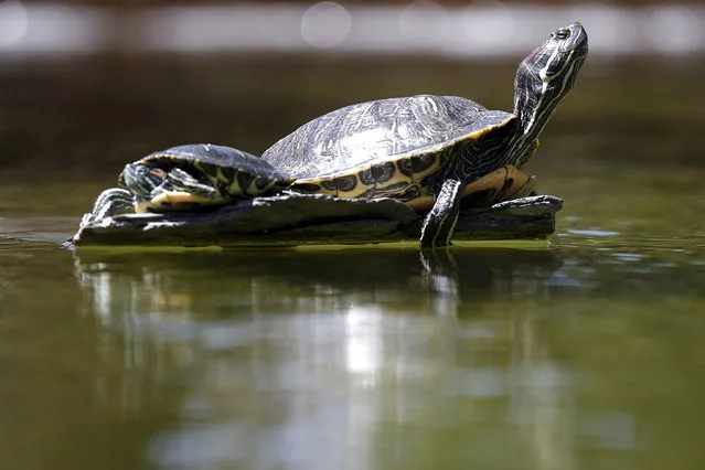 Turtles sun themselves on a pond in Beverly Hills, California April 8, 2015. California's cities and towns would be required to cut their water usage by up to 35 percent or face steep fines under proposed new rules released Tuesday, the state's first-ever mandatory cutbacks in urban water use amid ongoing drought. (Photo by Lucy Nicholson/Reuters)