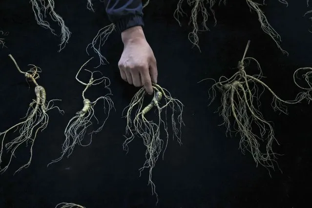 A vendor arranges ginseng at a ginseng trading market in Baishan in China's northeastern Jilin province on August 24, 2021. (Photo by AFP Photo/China Stringer Network)