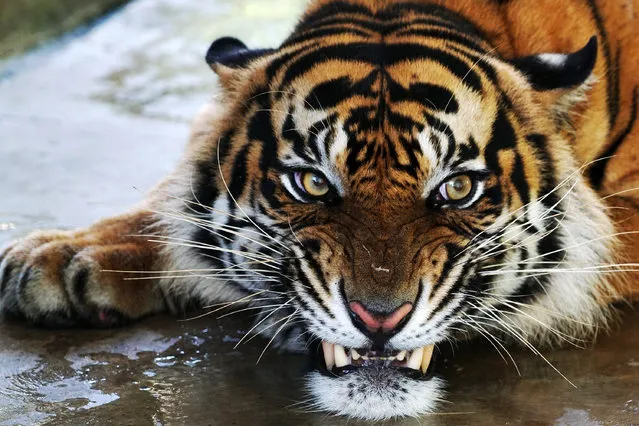 A rescued male tiger named Atan Bintang, awaits its release to its original habitat. The animal has been residing at the Sumatran Tiger Rehabilitation Center in Dharmasraya, west Sumatra, Indonesia. (Photo by Jefri Tarigan/Jefta Images/Barcroft Media)