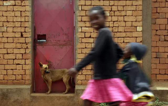 Young girl walk past a dog standing in a door in Antananarivo, Madagascar, Sunday, December 16, 2018. Two former presidents of Madagascar, Andry Rajoelina and Marc Ravalomanana, are set for for a run-off. (Photo by Themba Hadebe/AP Photo)