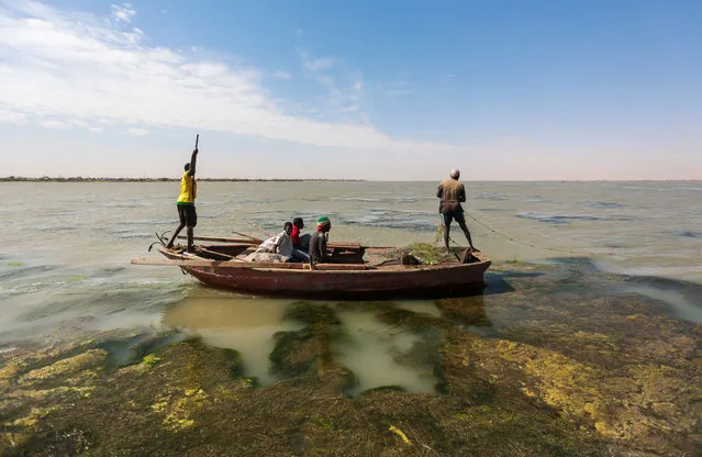 In this Wednesday, April 15, 2015 photo, Sudanese fishermen sail through river algae while fishing on the Nile River on the outskirts of Khartoum, Sudan. The world's longest river, the Nile courses through 11 countries, ending in Egypt and the Mediterranean Sea. Its main tributaries, the Blue and the White Niles, meet just north of Khartoum. (Photo by Mosa'ab Elshamy/AP Photo)
