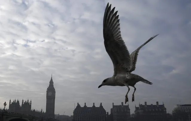 A gull flies in front of the Big Ben clock tower and the Houses of Parliament in London, Britain, January 23, 2017. (Photo by Toby Melville/Reuters)