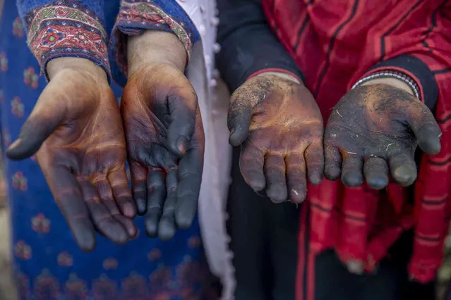 Kashmiri villagers show their hands stained by cleaning and shelling walnuts in Budgham area, northeast of Srinagar, Saturday, September 25, 2021. (Photo by Dar Yasin/AP Photo)