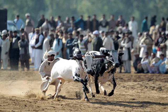 A bull savar (jockey) guides his bulls as he competes in a bull race in Pind Sultani, Pakistan January 31, 2017. (Photo by Caren Firouz/Reuters)