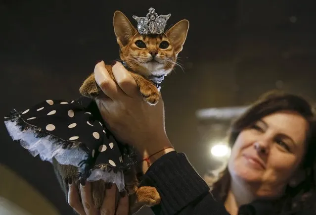 A woman holds a dressed cat during a cat show in Kiev, Ukraine, March 6, 2016. (Photo by Valentyn Ogirenko/Reuters)