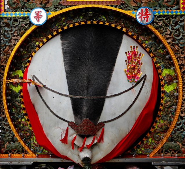 The decorated carcass of a fattened pig, winner of the “holy pig” contest, is paraded in Sanxia district in New Taipei City, Taiwan February 2, 2017. The winner of Taiwan's “holy pig” ceremony on Thursday defended the lunar new year tradition against critics who argue the fattened animals are raised under cruel conditions. The ceremony harkens back to a time when early Chinese settlers to Taiwan used to pray to mountain gods and local deities for protection against wild animals and other threats. Each new year, the fattened pigs are slaughtered and the carcasses decorated and paraded through the streets of Sanhsia, a traditional district in northern Taiwan, to the temple. The owner of the biggest pig wins the competition and with it an auspicious sign that the year to come will be a lucky one. (Photo by Tyrone Siu/Reuters)
