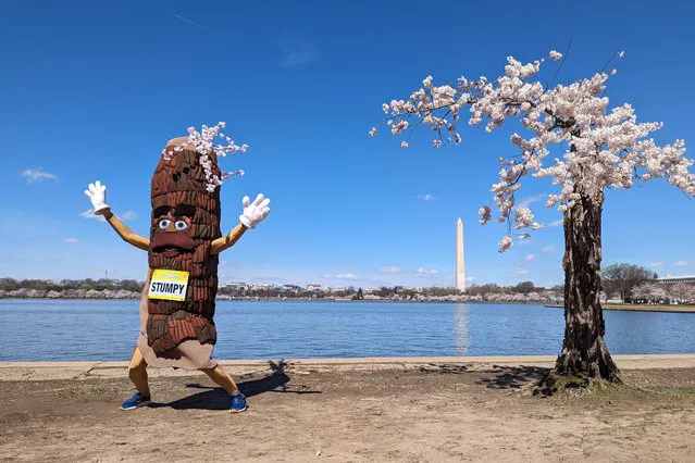 Stumpy the mascot dances near “Stumpy” the cherry tree at the tidal basin in Washington, Tuesday, March 19, 2024. The weakened tree is experiencing its last peak bloom before being removed for a renovation project that will rebuild seawalls around Tidal Basin and West Potomac Park. (Photo by Nathan Ellgren/AP Photo)