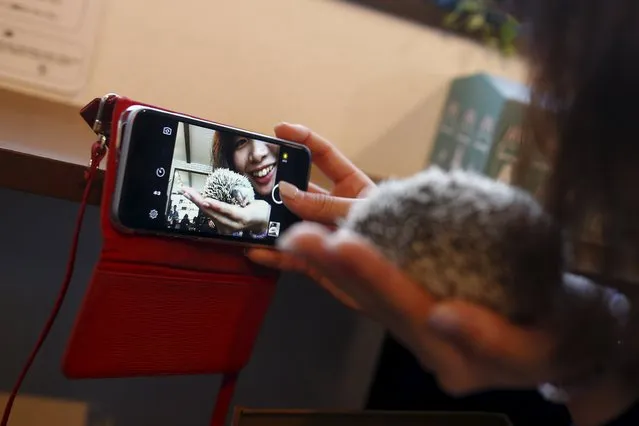 A woman takes a selfie with a hedgehog at the Harry hedgehog cafe in Tokyo, Japan, April 5, 2016. In a new animal-themed cafe, 20 to 30 hedgehogs of different breeds scrabble and snooze in glass tanks in Tokyo's Roppongi entertainment district. Customers have been queuing to play with the prickly mammals, which have long been sold in Japan as pets. The cafe's name Harry alludes to the Japanese word for hedgehog, harinezumi. (Photo by Thomas Peter/Reuters)