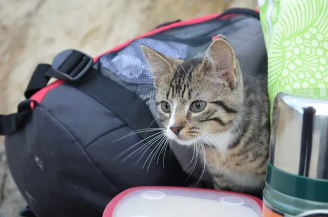 Kitten Who Likes To Travel In A Backpack