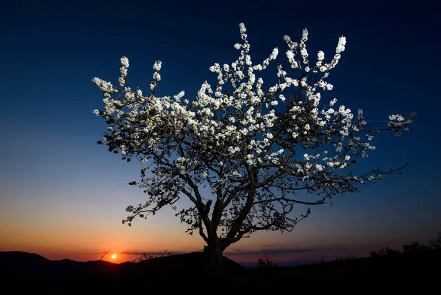 A blooming cherry tree stands in a field as the sun sets in Somosko near Salgotarjan, Hungary, 15 April 2019. (Photo by Péter Komka/EPA/EFE)
