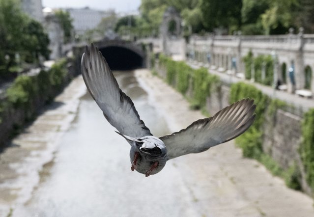 A pigeon flies over the canal of Wienfluss (Vienna's river) at the City Park in Vienna, Austria on April 17, 2024. (Photo by Joe Klamar/AFP Photo)