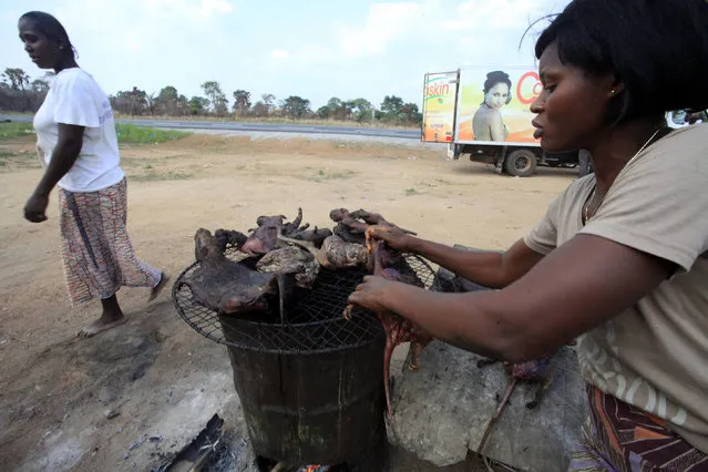 A woman dries bushmeat near a road of the Yamoussoukro highway March 29, 2014. Bushmeat – from bats to antelopes, squirrels, porcupines and monkeys – has long held pride of place on family menus in West and Central Africa, whether stewed, smoked or roasted. Experts who have studied the Ebola virus from its discovery in 1976 in Democratic Republic of Congo, then Zaire, say its suspected origin – what they call the reservoir host – is forest bats. Links have also been made to the carcasses of freshly slaughtered animals consumed as bushmeat. (Photo by Thierry Gouegnon/Reuters)