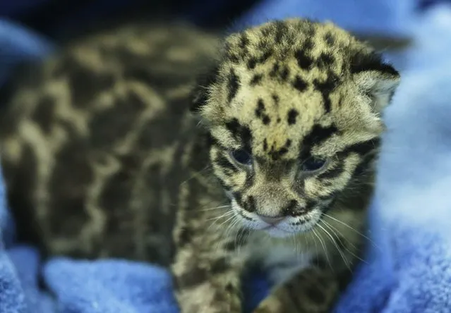 One of the four clouded leopard cubs currently at the Point Defiance Zoo & Aquarium lies on a towel Friday, June 5, 2015 in Tacoma, Wash. following a feeding session. The quadruplets were born on May 12, 2015 and now weigh about 1.7 lbs. each. Friday was their first official day on display for public viewing, usually during their every-four-hours bottle-feeding sessions, which were started after the cubs' mother did not show enough interest in continuing to nurse them. (AP Photo/Ted S. Warren)