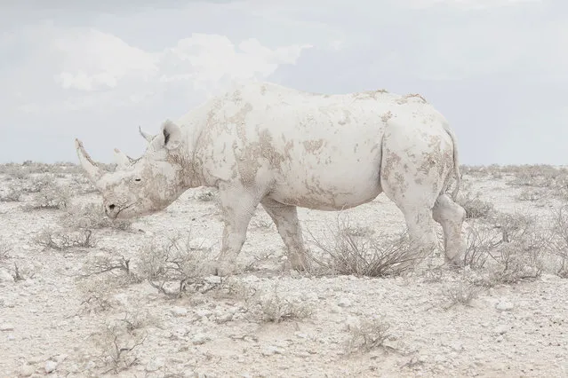 Professional landscape category winner. Rhino, from the series Land of Nothingness by Maroesjka Lavigne, Belgium. Namibia is one of the least densely populated places on earth, a barren, yet constantly changing desert landscape; here a rhino bleeds into ground and sky. (Photo by Maroesjka Lavigne)