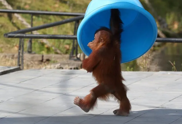 Three-year-old orangutan from Sumatra, Berani, is pictured at the Pairi Daiza wildlife park, zoo and botanical garden in Brugelette, Belgium on August 2, 2019. (Photo by Yves Herman/Reuters)