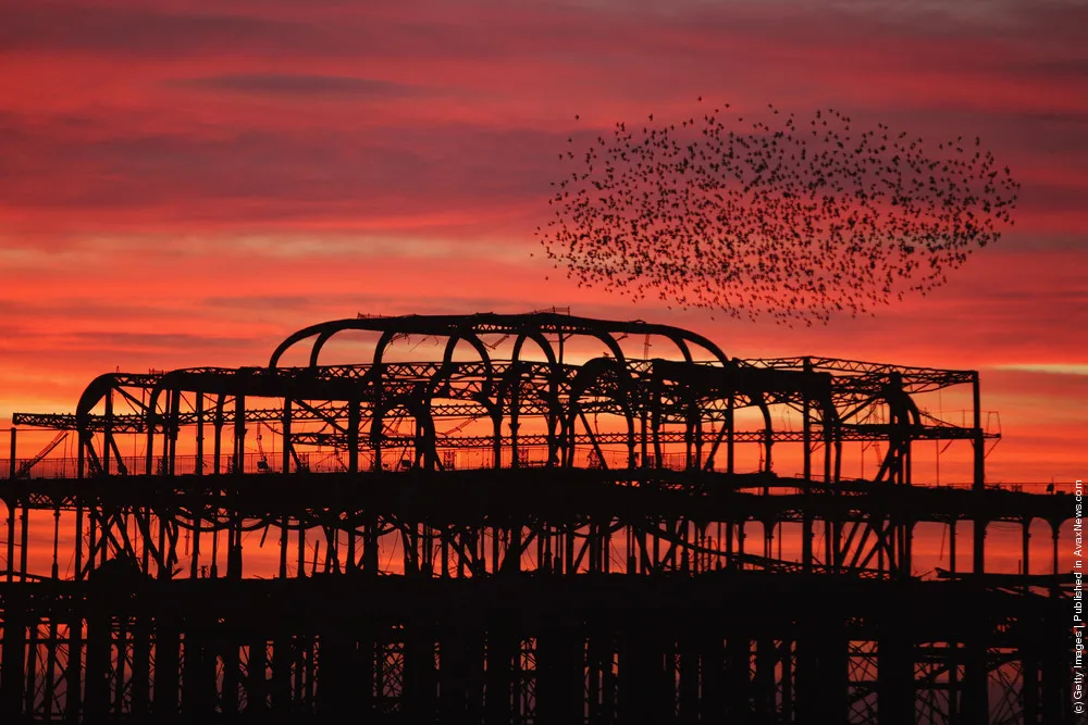 Starlings Mark The Winter Solstice in Brighton