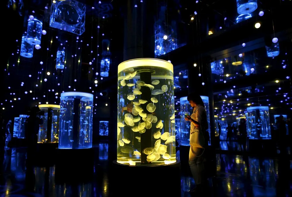 Epson Aqua Park Shinagawa Aquarium's Re-opening in Tokyo