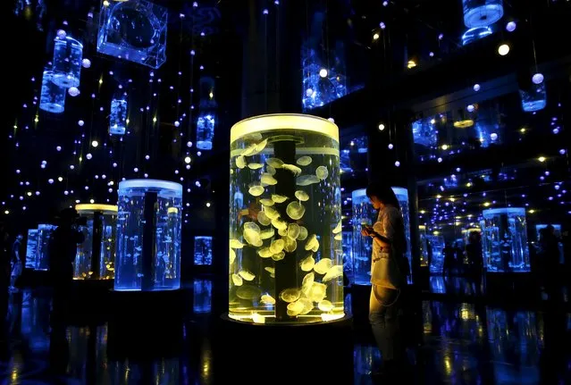 A woman looks at jellyfish during a media preview for the Epson Aqua Park Shinagawa aquarium's re-opening in Tokyo, July 6, 2015. (Photo by Toru Hanai/Reuters)