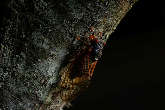 A Brood XIX cicada sits on a tree in Smyrna, Tennessee, on Monday, May 20, 2024. Billions of bugs are emerging from the soil across a large swath of the United States in a natural phenomenon last witnessed in 1803. (Photo by Kevin Wurm/Reuters)