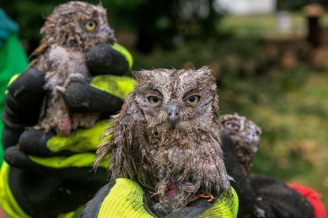 A municipal worker shows owlets rescued from a fallen tree after a powerful storm in Montenegro's capital Podgorica, Tuesday, July 2, 2024. A powerful storm has swept through countries in the western Balkans after several days of sizzling temperatures, killing two people and damaging houses, pulling out trees and flooding streets, officials said on Tuesday. (Photo by Risto Bozovic/AP Photo)