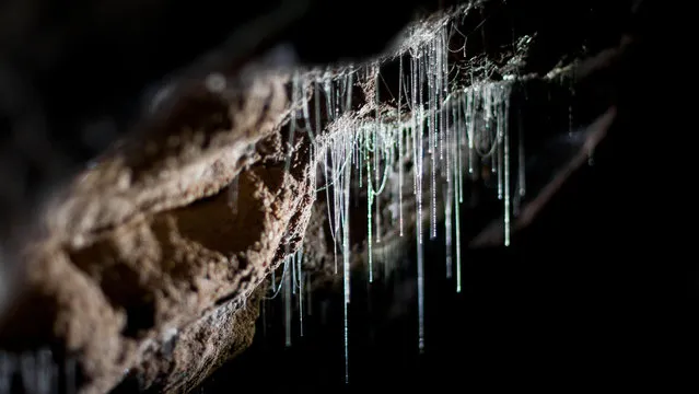 Waitomo Glowworm Caves New Zealand