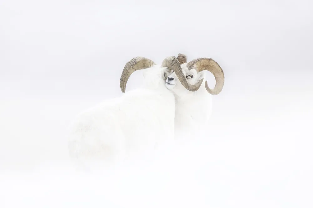 Wildlife Photographer of the Year 2019 Winners