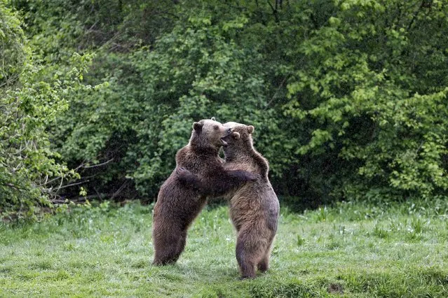 Brown bears stand on their hind legs inside an enclosure at Libearty Bear Sanctuary near Zarnesti, central Romania, on May 14, 2014. Libearty, Europe's largest bear sanctuary, is home to more than 70 bears, many of which were rescued from ramshackle zoos or from cages at roadside inns and restaurants where they were used to entertain guests, said wildlife experts from the World Society for the Protection of Animals. (Photo by Bogdan Cristel/Reuters)