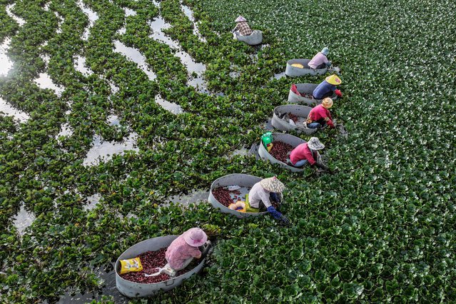 Farmers harvest water chestnuts in a pond in Huaian, in eastern China's Jiangsu province on July 25, 2024. (Photo by AFP Photo/China Stringer Network)