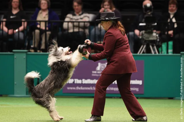 A dog and its owner perform a routine in the main arena on Day three of Crufts at the Birmingham NEC Arena