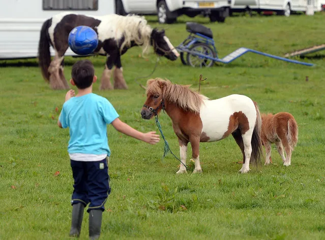 A child plays with a ball during the Appleby Horse Fair on June 5, 2014 in Appleby, England. The Appleby Horse Fair has existed under the protection of a charter granted by James II since 1685 and is one of the key gathering points for the Romany, gypsy and traveling community. The fair is attended by about 5,000 travellers who come to buy and sell horses. The animals are washed and groomed before being ridden at high speed along the “mad mile” for the viewing of potential buyers. (Photo by Nigel Roddis/Getty Images)