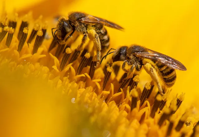 Bees collecting nectar on a sunflower in a field in Weiskirchen, Germany on July 4, 2019. (Photo by Boris Roessler/dpa)