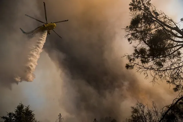 A helicopter drops water on the Rocky Fire in Lake County, California July 30, 2015. (Photo by Max Whittaker/Reuters)