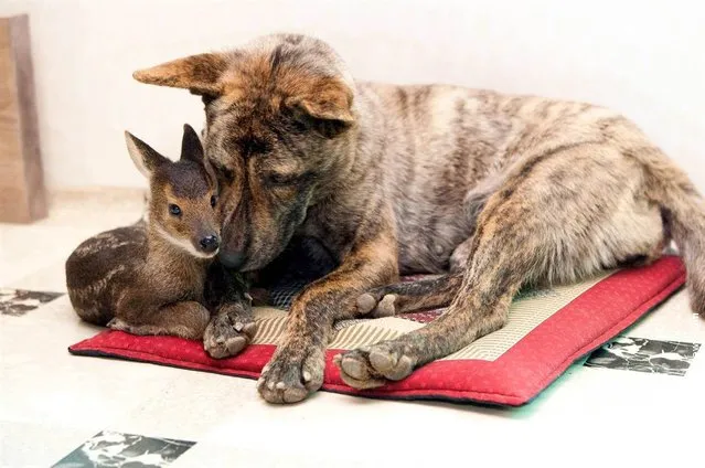 The young elk pictured here was rescued from a flooding river by a farmer in South Korea in July 2009. This female dog eagerly adopted the elk and began breastfeeding and guarding him