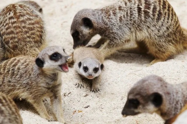 Dublin Zoo is delighted to announce the birth of two meerkat pups, 3rd July 2014. The female pups join the mob of 16 meerkats in their habitat which is located in the Meerkat Restaurant at Dublin Zoo. (Photo by Patrick Bolger/PA Ware)